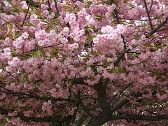 flowers09a (15)